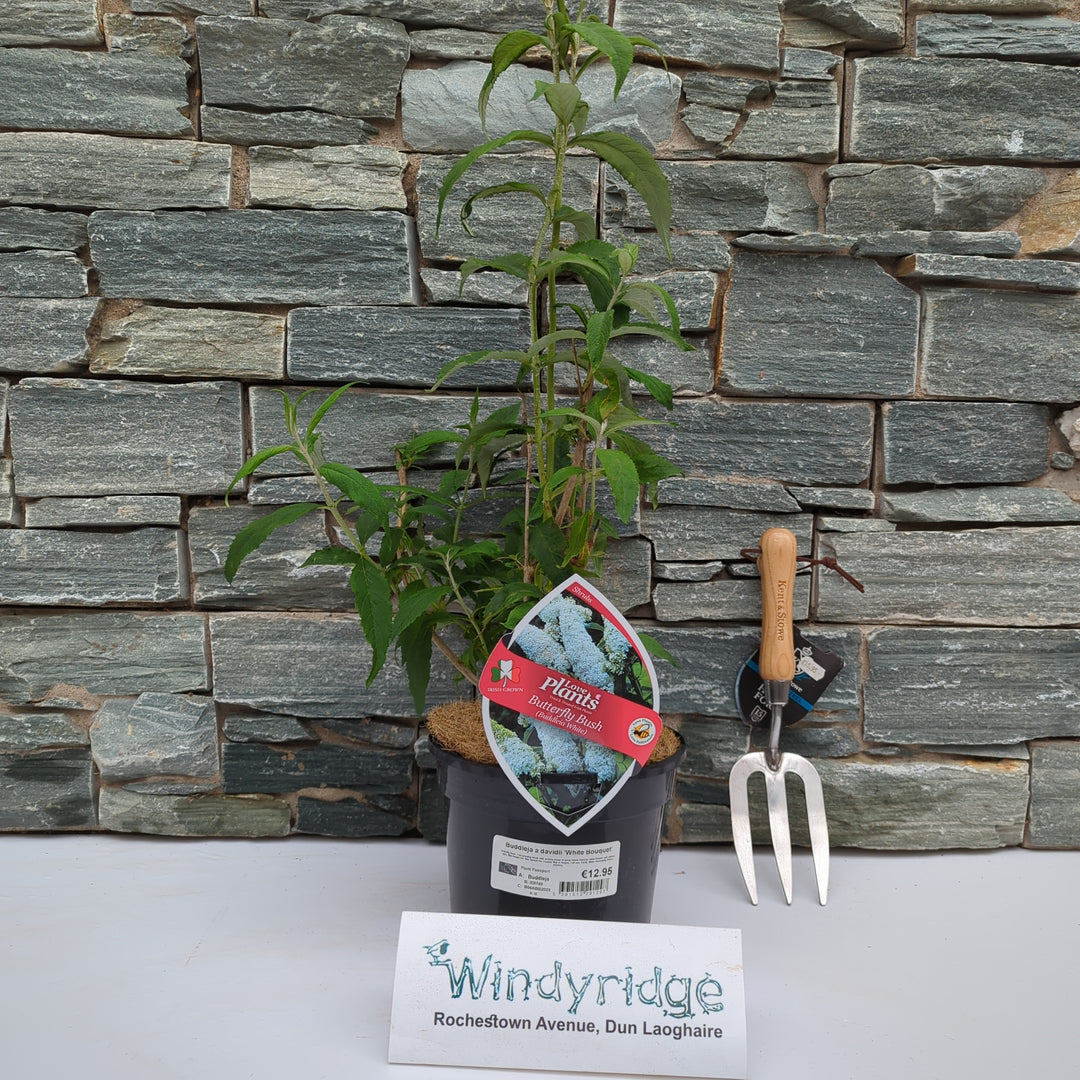 Buddleia White Bouquet