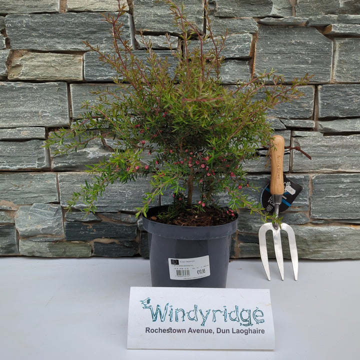 LEPTOSPERMUM S. WINTER CHEER