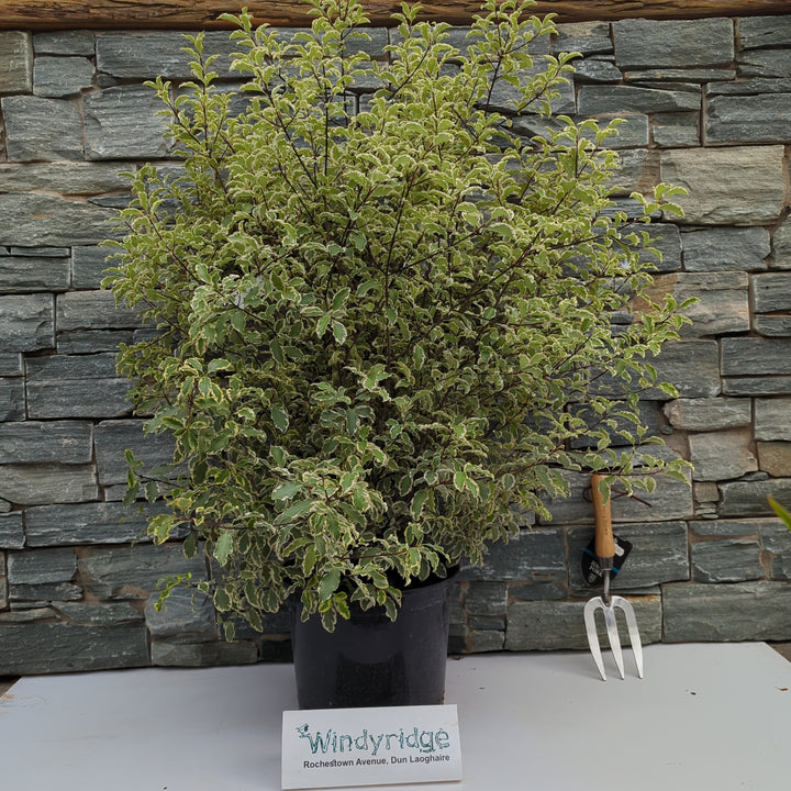 PITTOSPORUM tenu.Silver Queen  50/60     10L