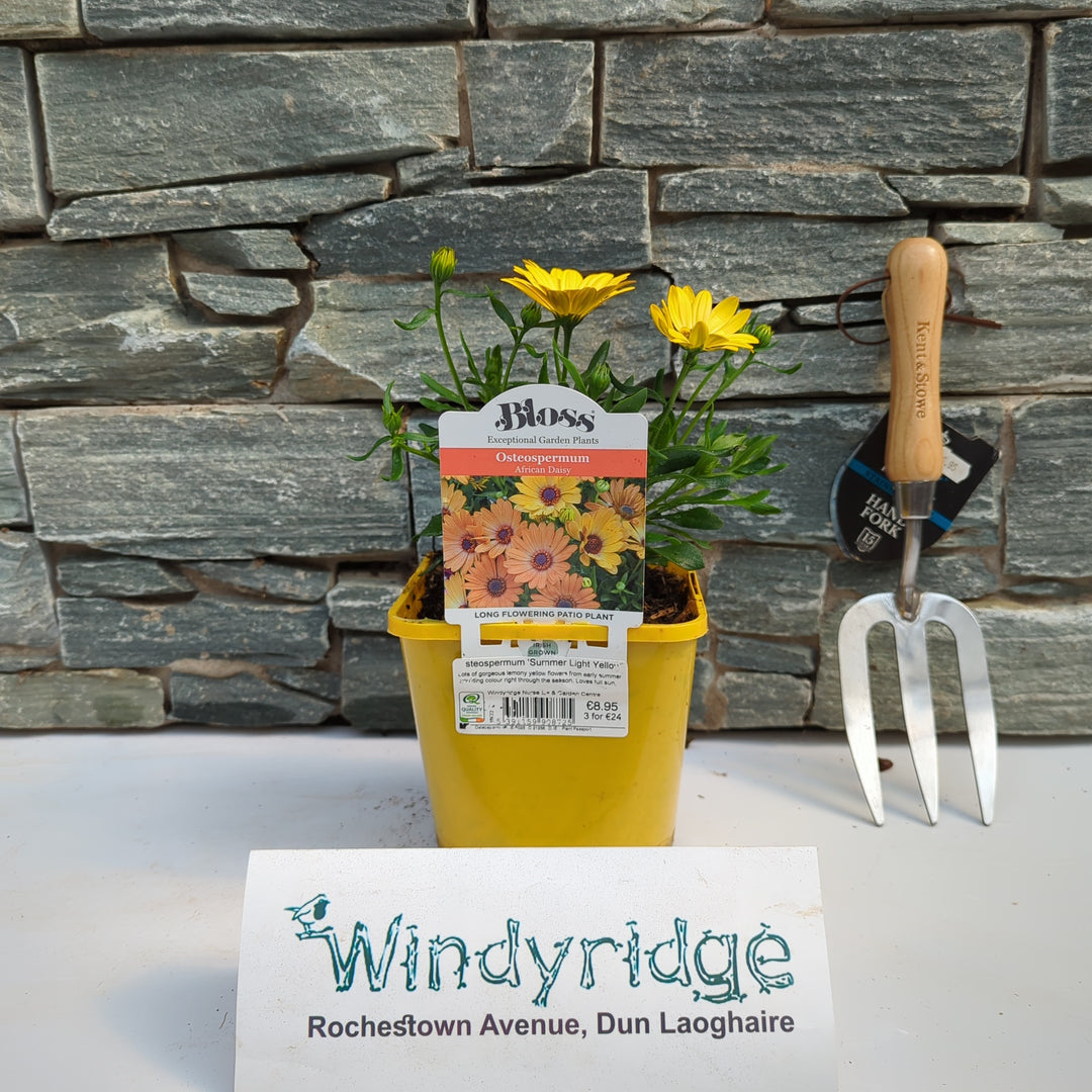 Osteospermum Summer Light Yellow