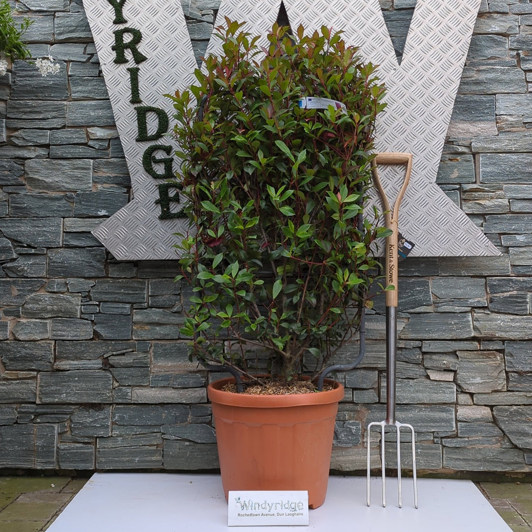 PHOTINIA SERR. RED ROBIN COMPATTA CLT 30      SPALLIERA IN METALLO 85 X 50 CM