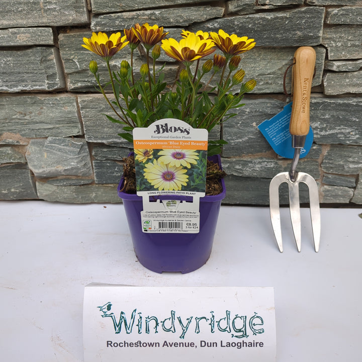 Osteospermum Blue Eyed Beauty