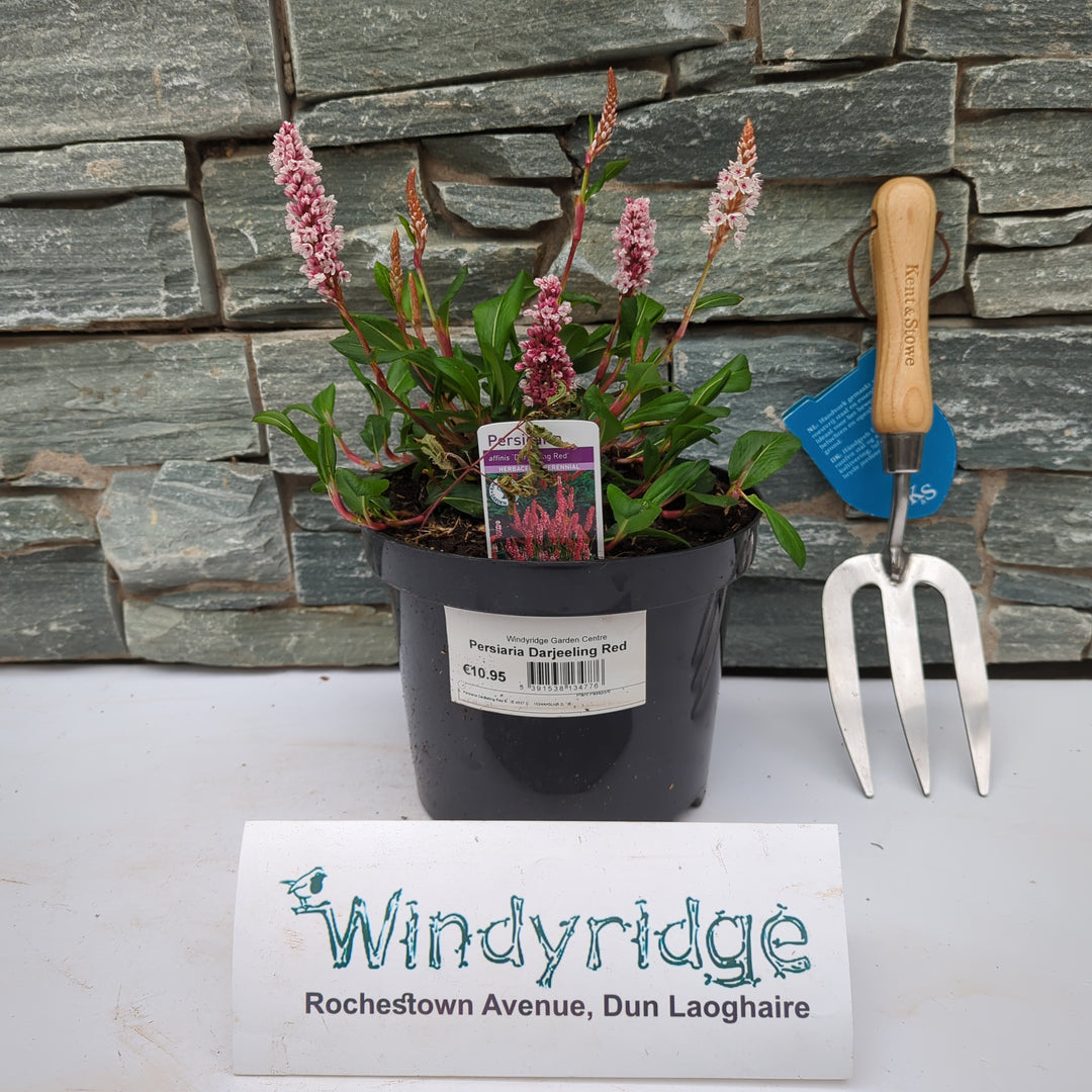 Persicaria Darjeeling Red