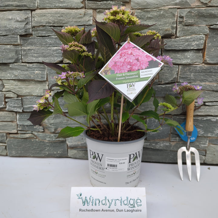 HYDRANGEA serr. Frozen Smoothie Mauve