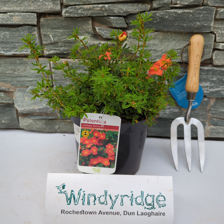 Potentilla Red Ace.