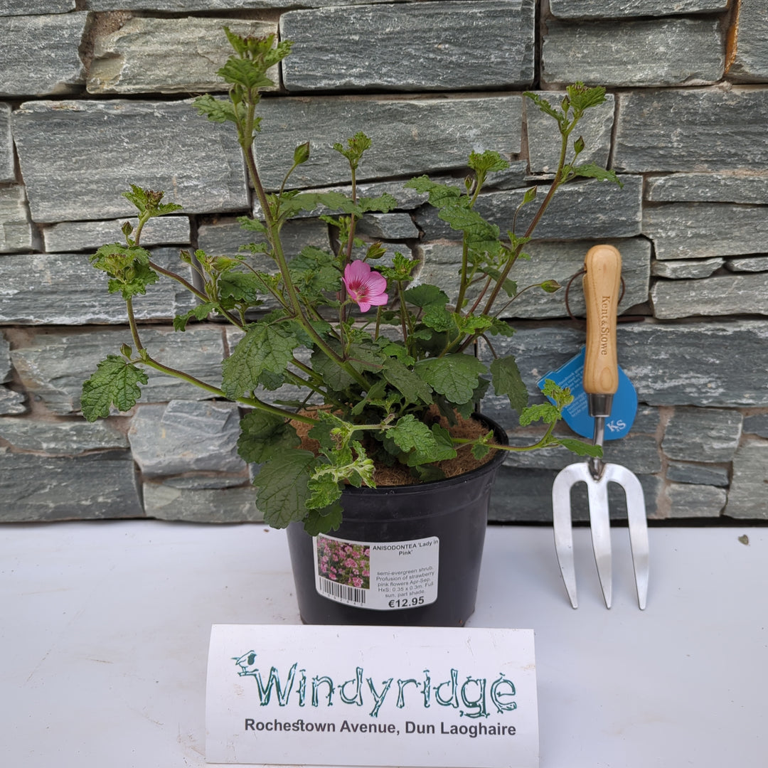 ANISODONTEA Lady in Pink