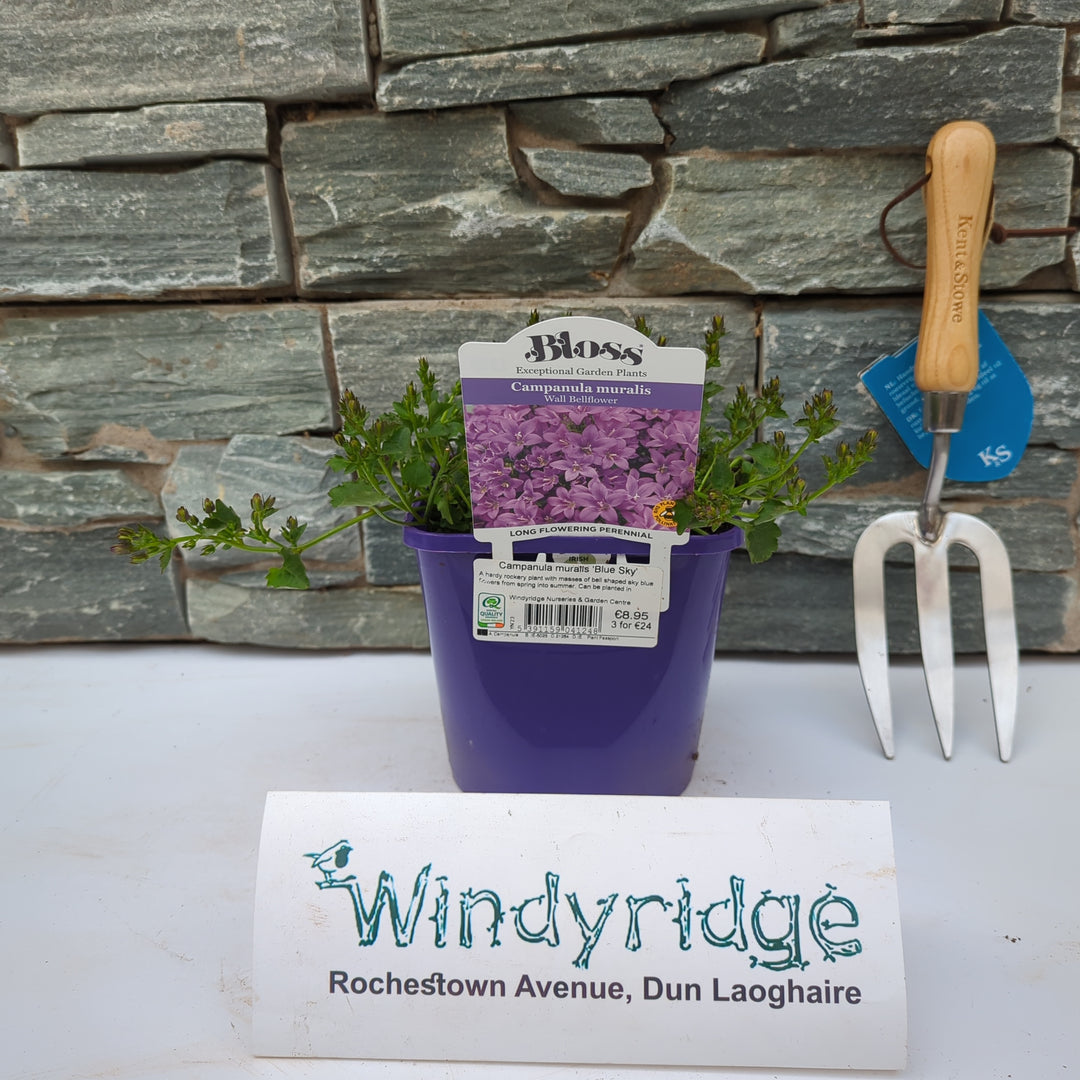 Campanula muralis Blue Sky