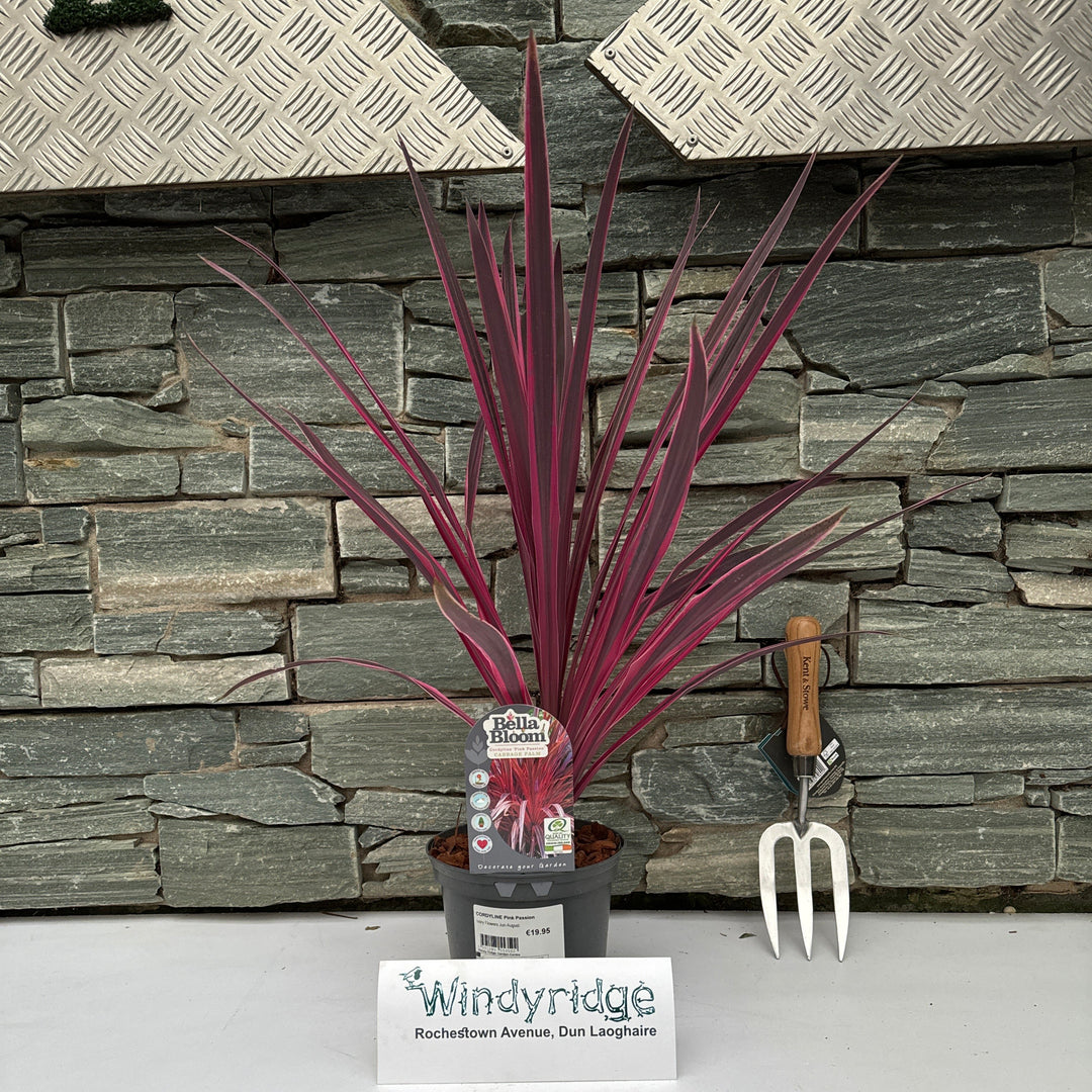 CORDYLINE Pink Passion