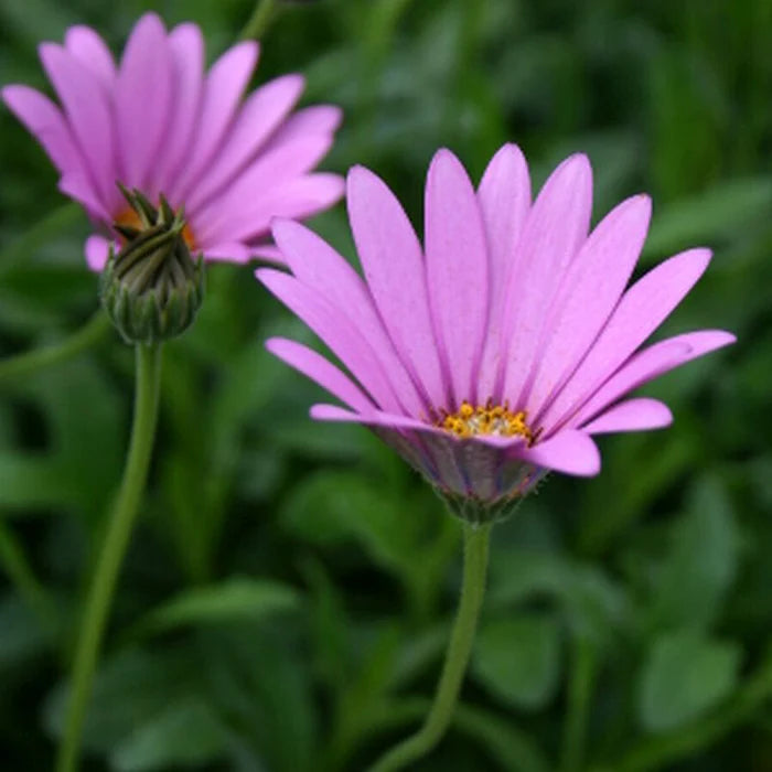 Osteospermum Jucundum