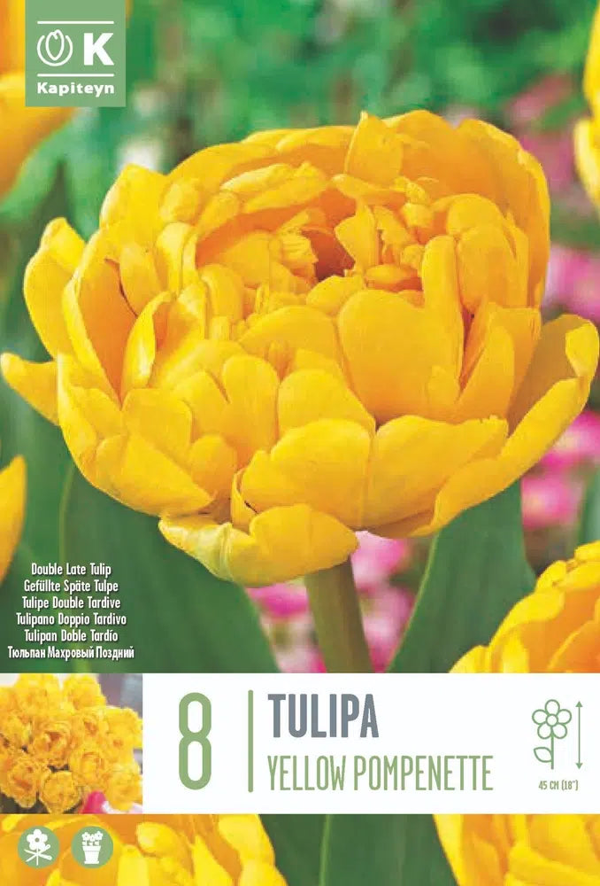 TULIP YELLOW POMPENETTE X 8