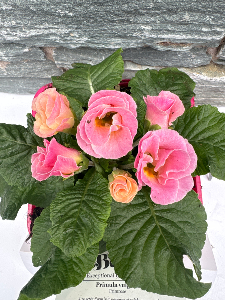 Primula vulgaris Belle Rose