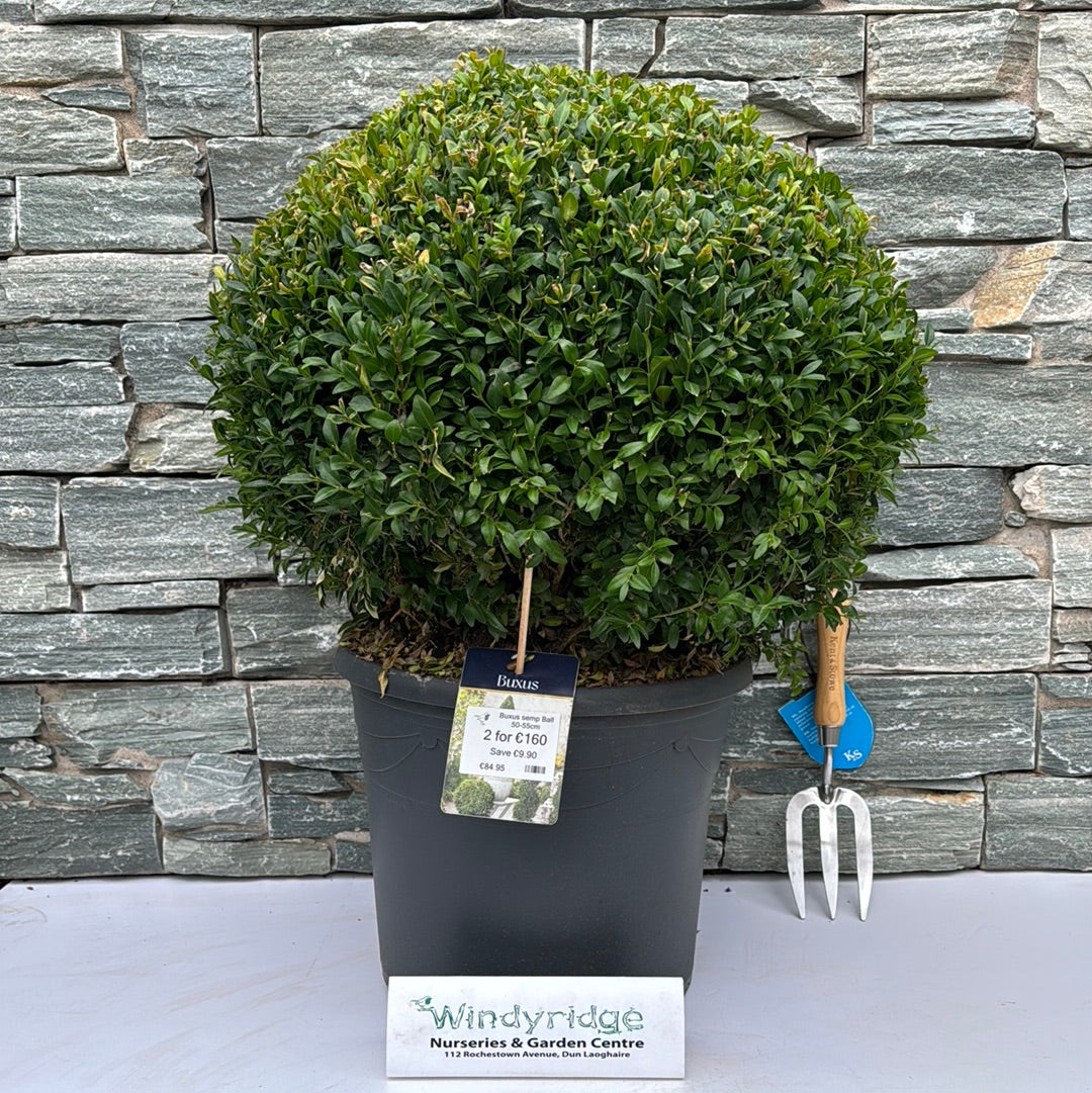 Buxus semp Ball 50-55cm