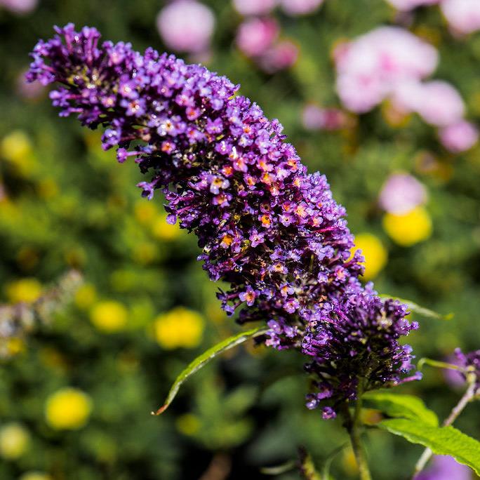 BUDDLEJA dav.Butterfly Candy Purple