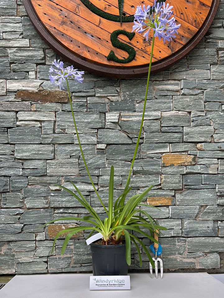 African Lily Agapanthus Umbellatus Blue (10Ltr Pot)