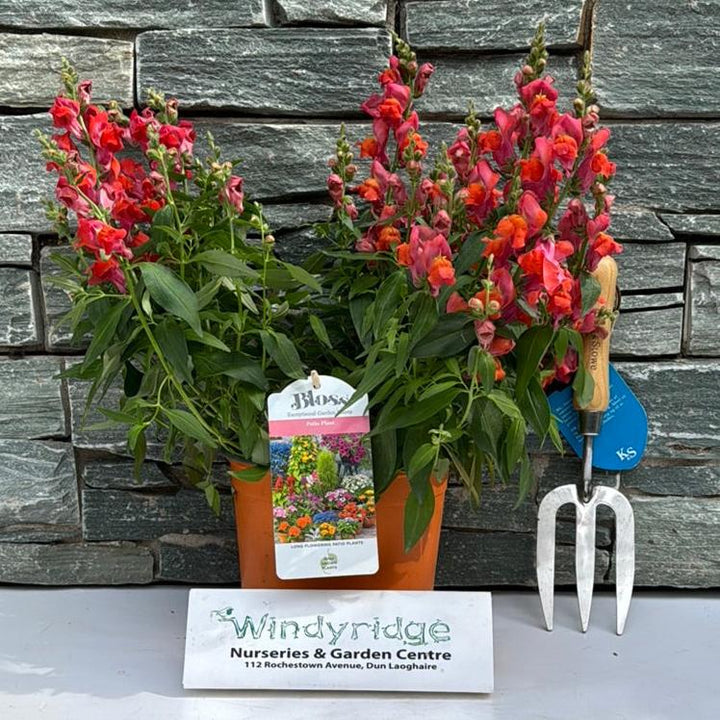 Antirrhinum Orange