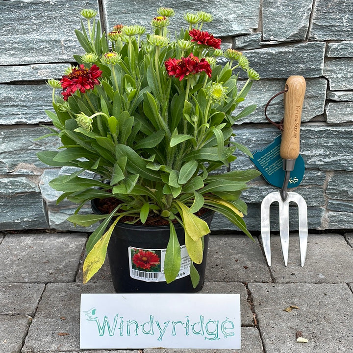 GAILLARDIA-Celebration-Potted