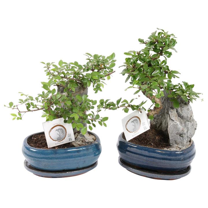 Bonsai Mix with Rock