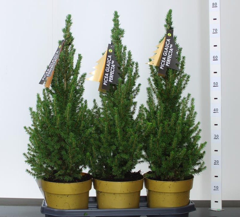 Picea-glauca-Perfecta-X-ma-Potted