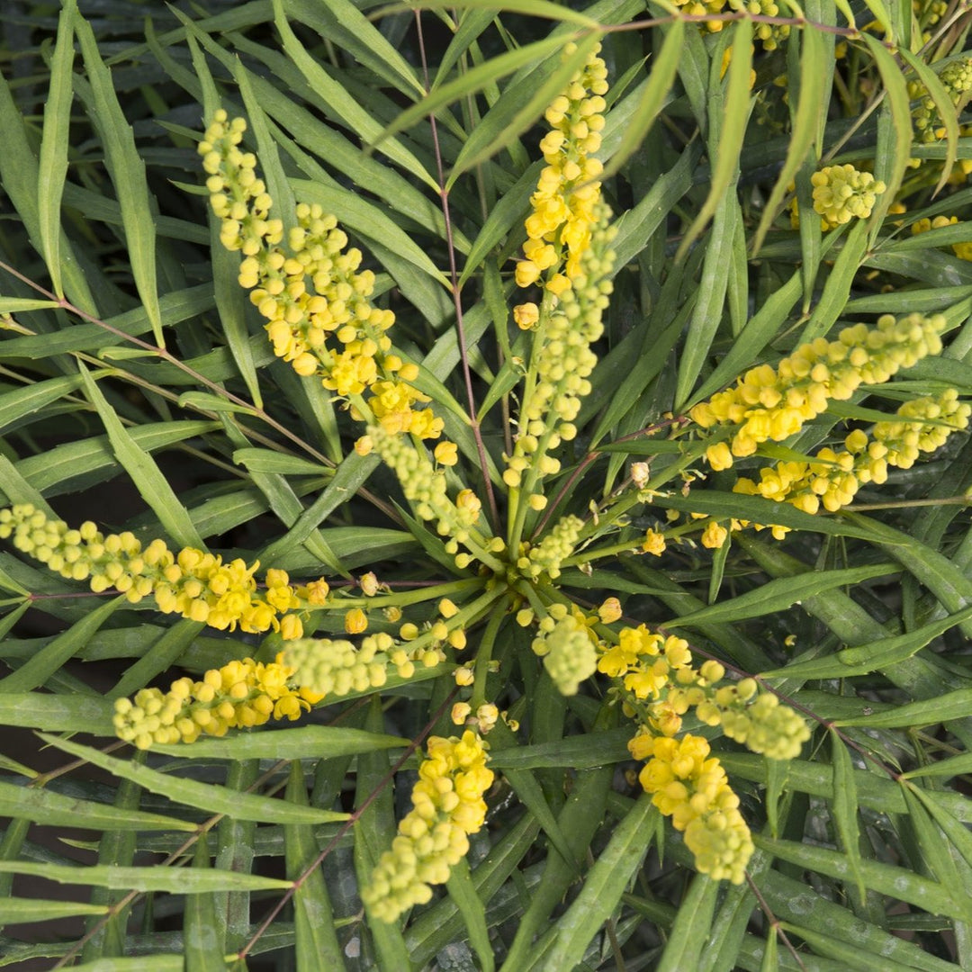 Mahonia eur. Soft Caress