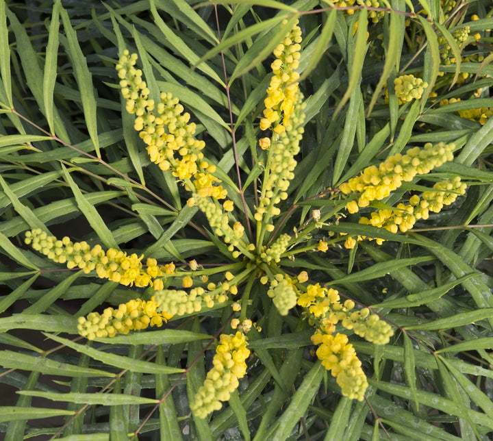 Mahonia Soft Caress