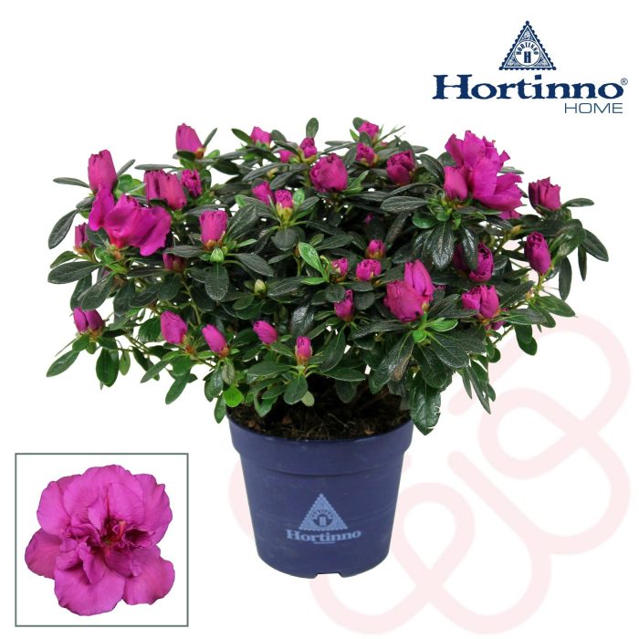 Azalea Hortinno Lady Violet  P13