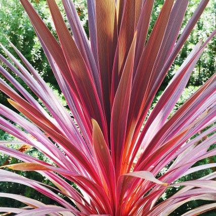 CORDYLINE-Charlie-Boy-Planted-1