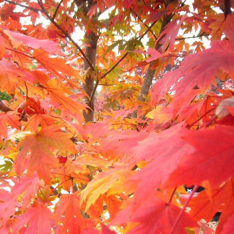 ACER RUBRUM OCTOBER GLORY