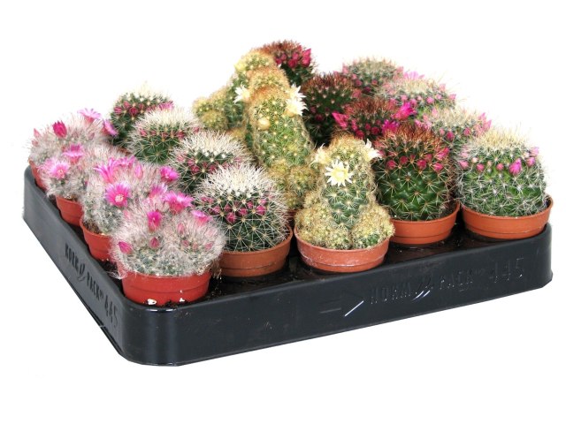 Mammillaria mix  P 5,5