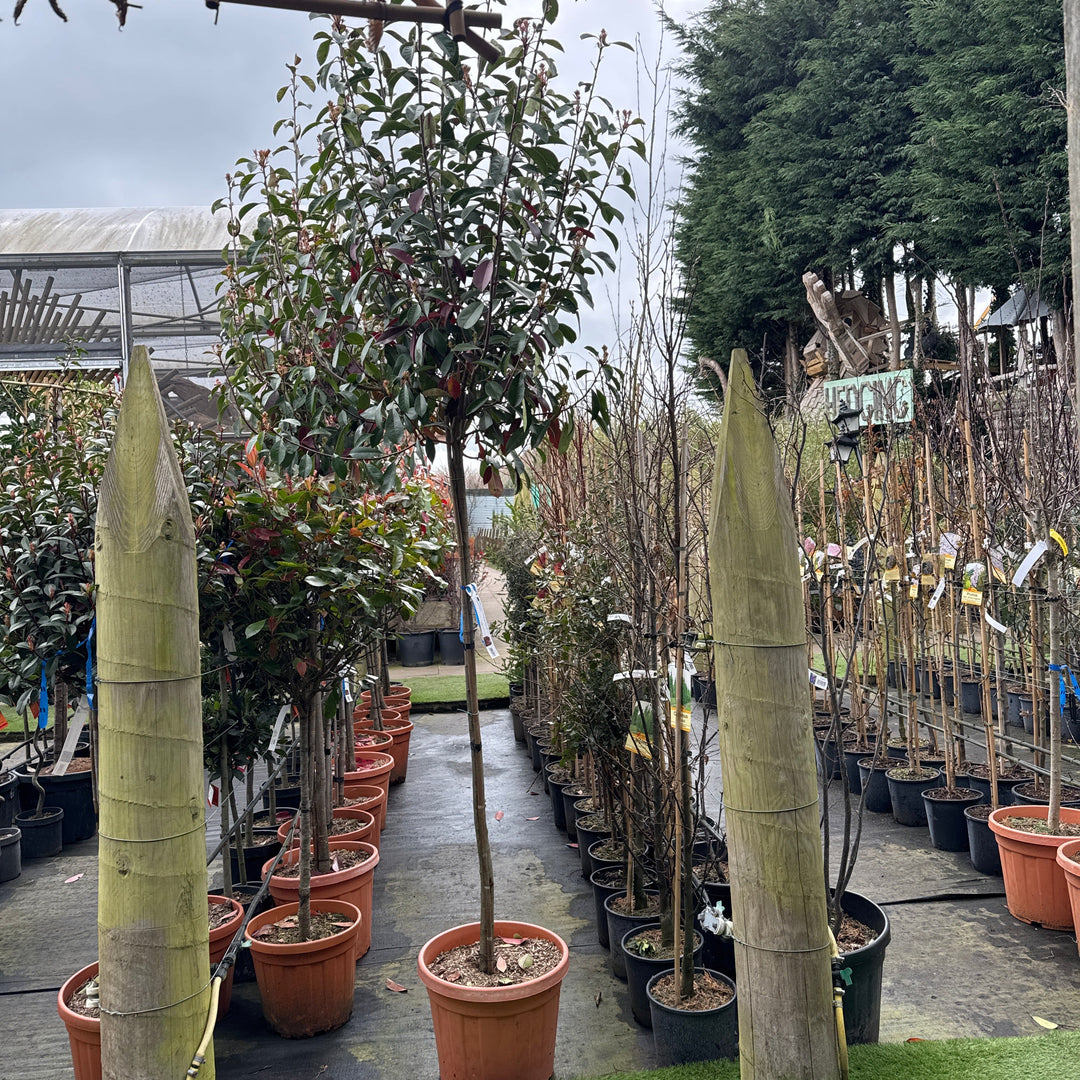 PHOTINIA SERR. RED ROBIN CLT 35  CIRC. TR. 08 - 10 CM  3/4 STD   H TRONCO 150 CM