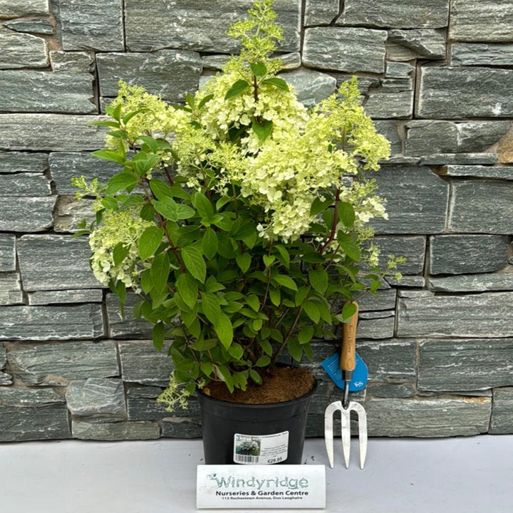 HYDRANGEA pan Bobo