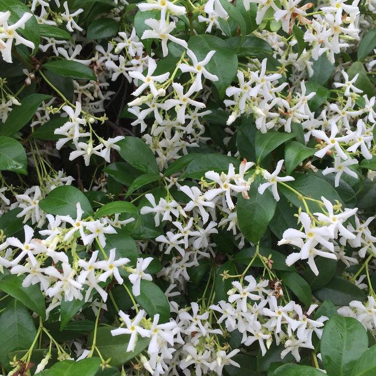 RHYNCOSPERMUM-JASMINOIDES-Flower-1