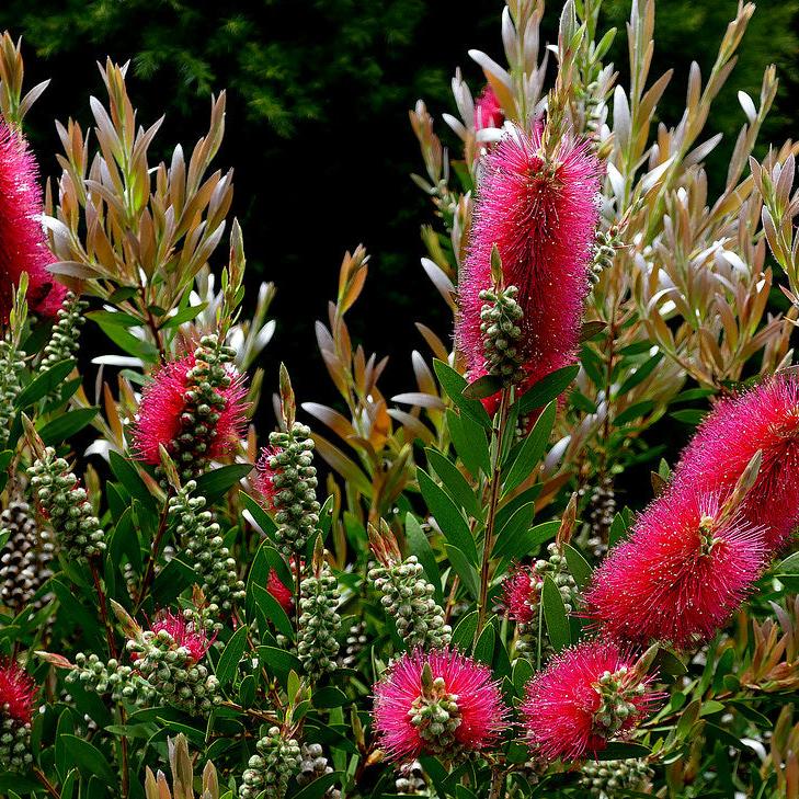 CALLISTEMON MINI RED CLT 5