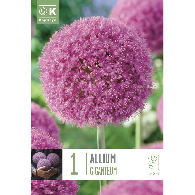 ALLIUM GIGANTEUM