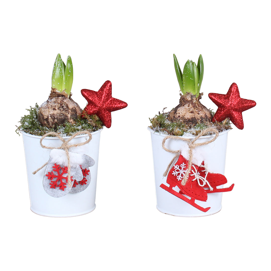 Arr. Hyacinthus Zinc pot X-mas White 10cm with 1PP