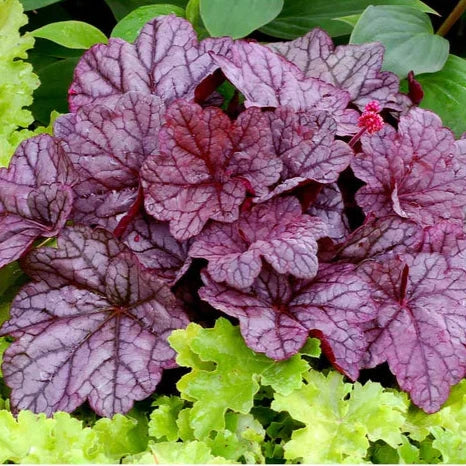 Heuchera Sugar Plum