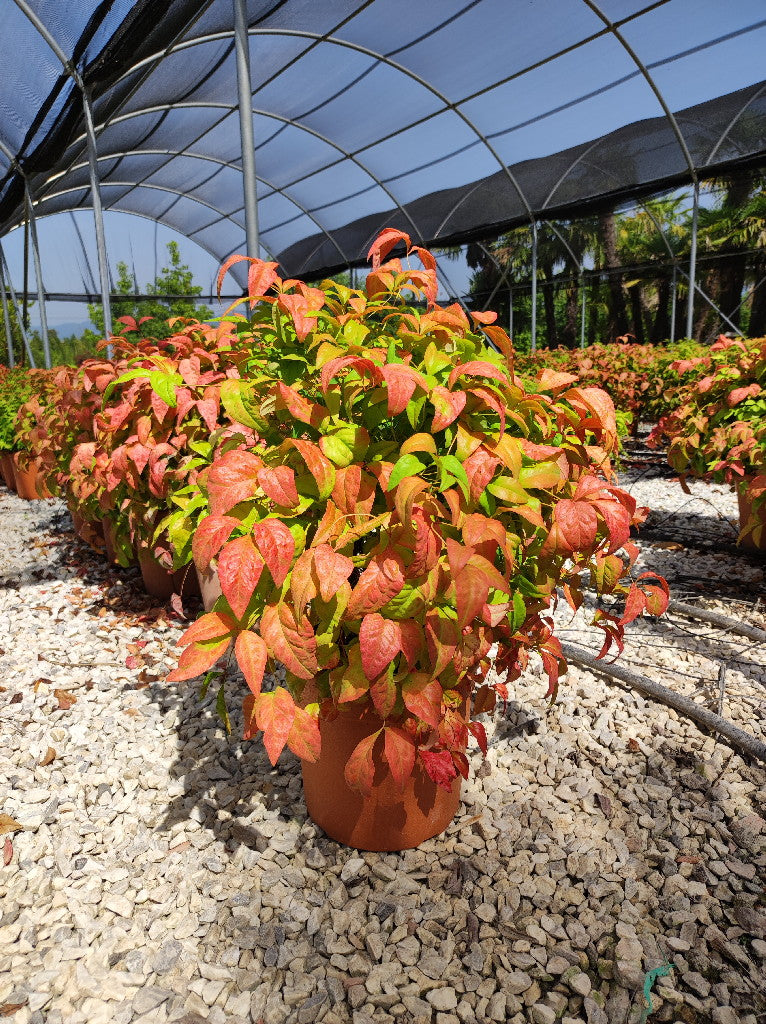 NANDINA DOM. FIRE POWER CLT 7