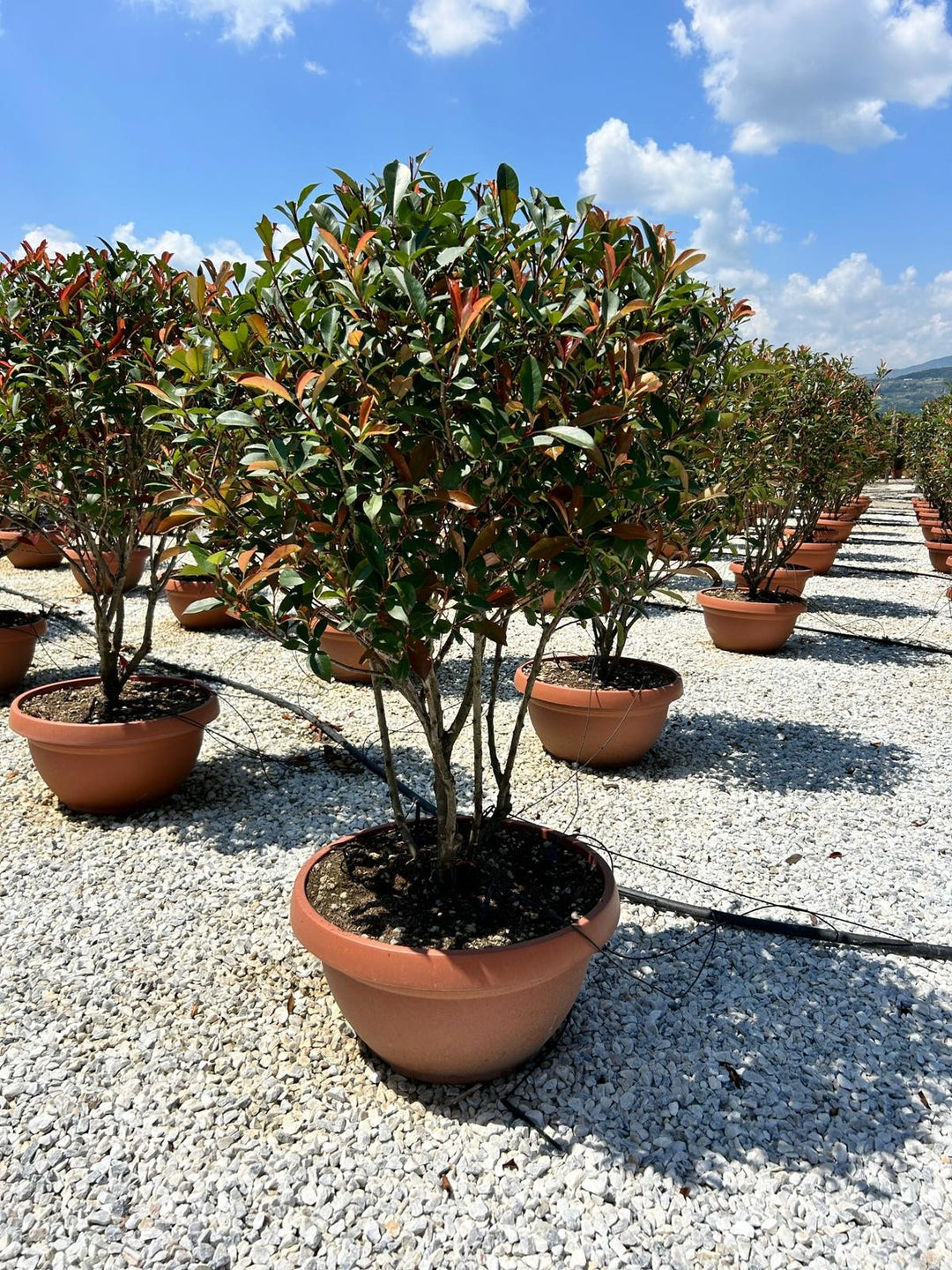 PHOTINIA SERR. RED ROBIN CLT 50 H 175 - 200 + CM CESPUGLI FORTI