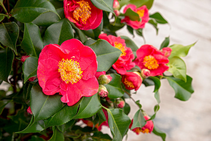 Camellia jap. Dr. King