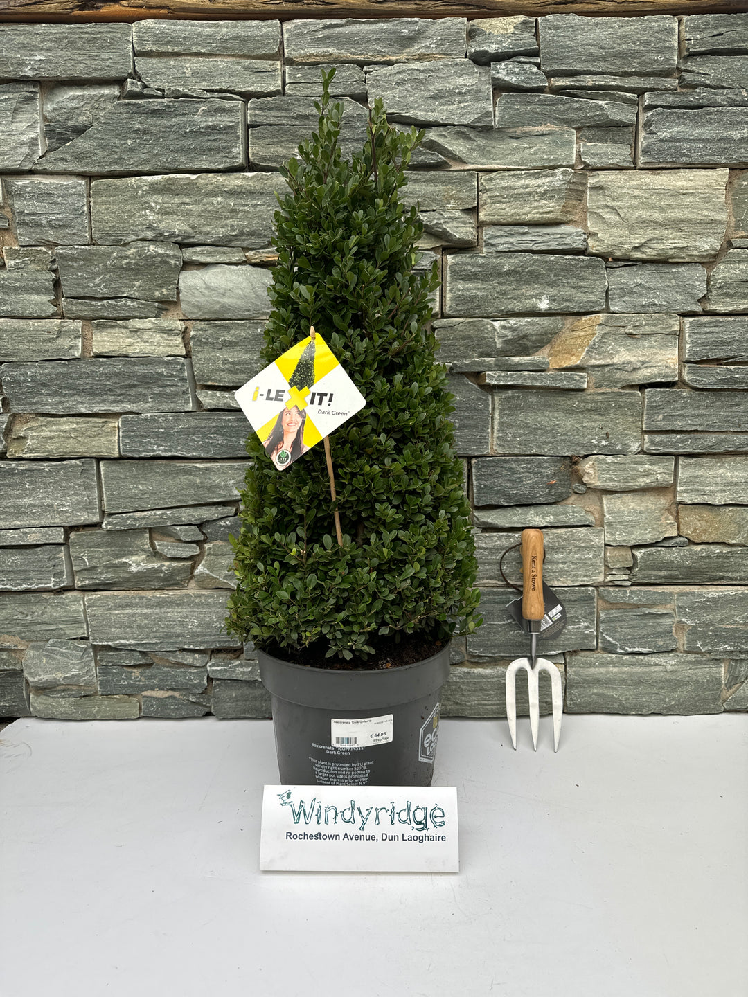 Ilex crenata Dark Green  60-65 CM PYR