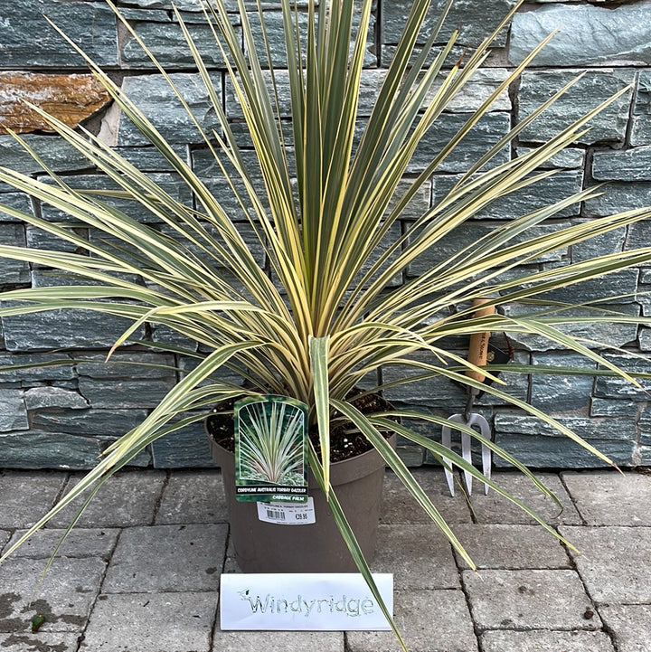 CORDYLINE A. TORBAY DAZZLER