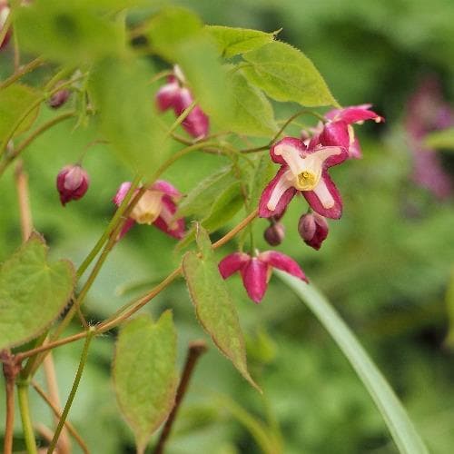 Epimedium x rubrum