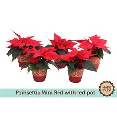 Euphorbia pulc.  Christ Feel  mini red in red pot