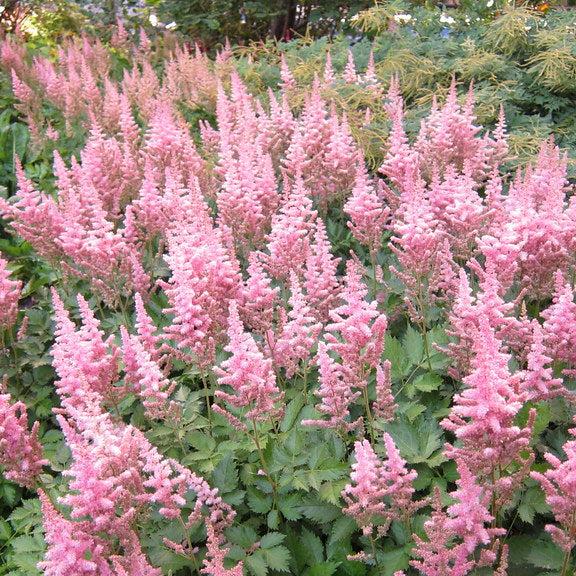 ASTILBE chin. Vision in Pink