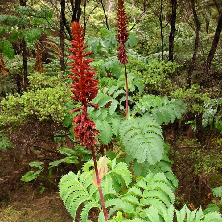 Giant Honey Flower (Melianthus Major)