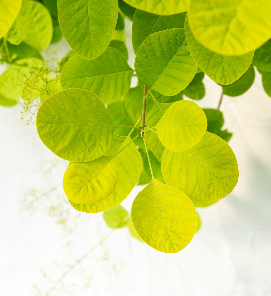 Cotinus cog. Golden Lady