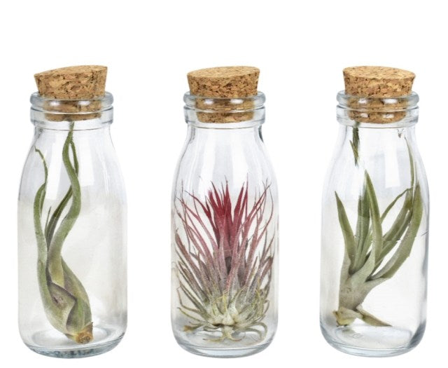 Green Bottle Tillandsia  Bottle 12 cm