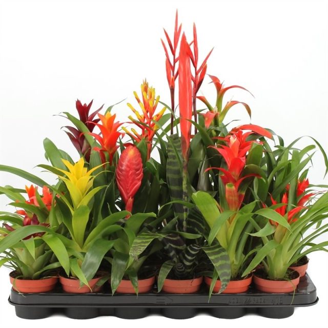 Bromelia Classic Mix  (9cm Pot)