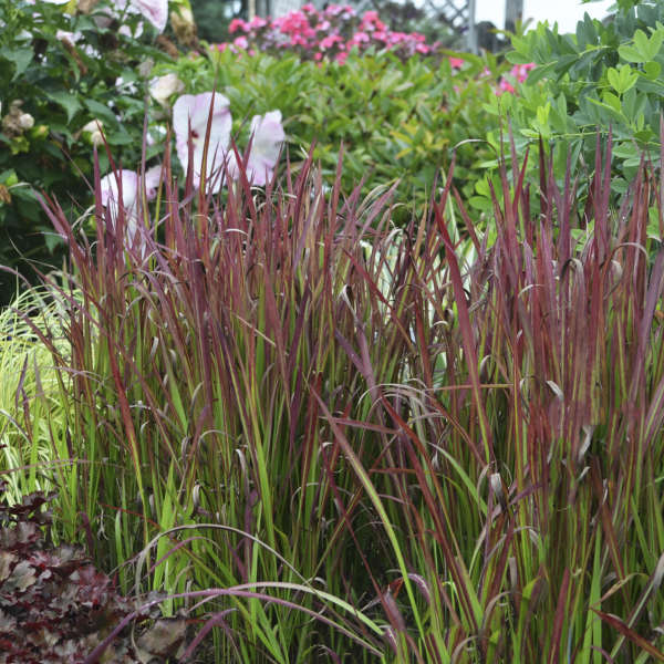 Imperata-cylindrica-Red-Baron-Grass-2