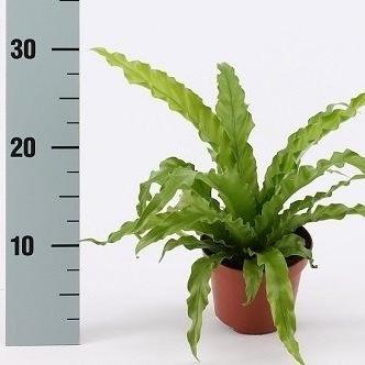 Birds-Nest-Fern-Asplenium-Antiquum-Osaka-Potted-1