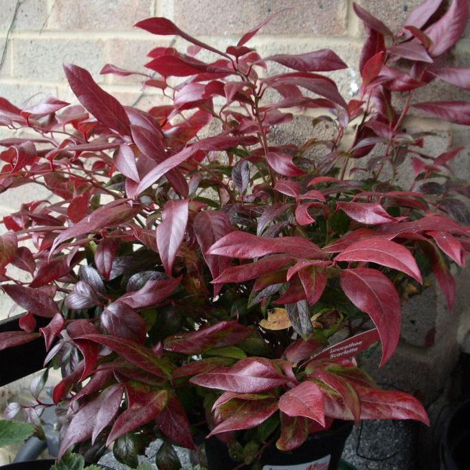 Leucothoe Zeblid (Scarletta)